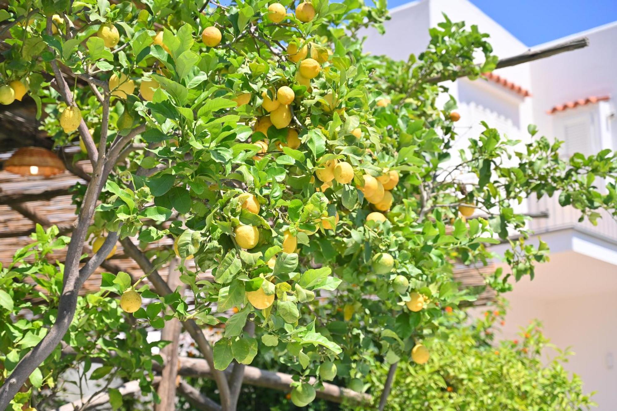 La Rosa - Luxury B&B Ischia Exterior photo